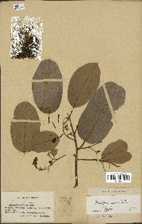 spécimen de Anisoptera costata