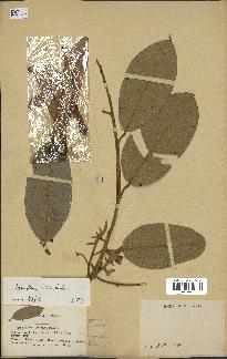 spécimen de Anisoptera costata