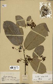 spécimen de Anisoptera costata