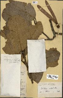 spécimen de Anisoptera costata