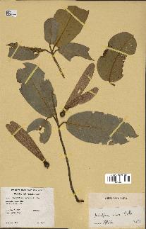 spécimen de Anisoptera costata