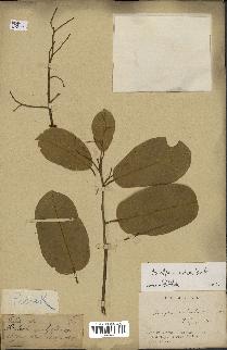 spécimen de Anisoptera costata