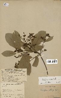 spécimen de Anisoptera costata
