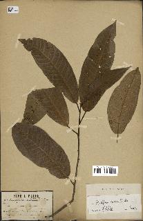 spécimen de Anisoptera costata