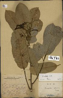 spécimen de Anisoptera costata