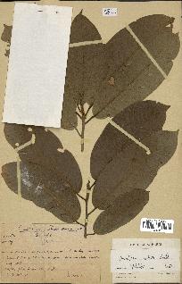 spécimen de Anisoptera costata