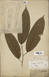 spécimen de Anisoptera costata