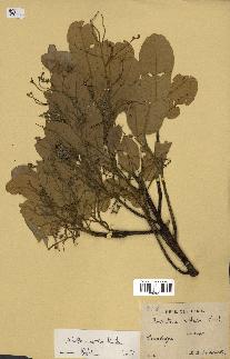 spécimen de Anisoptera costata