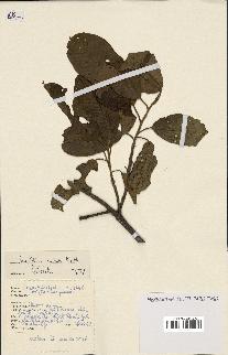 spécimen de Anisoptera costata