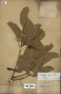 spécimen de Anisoptera costata