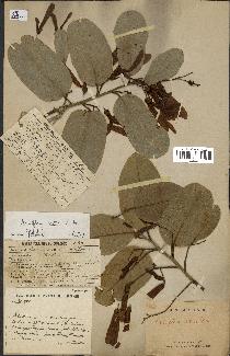spécimen de Anisoptera costata