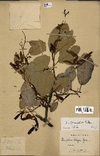 spécimen de Anisoptera costata