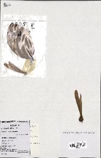 spécimen de Anisoptera costata