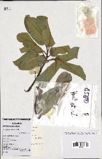 spécimen de Anisoptera costata