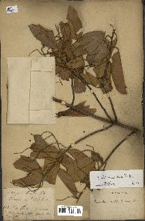 spécimen de Anisoptera costata