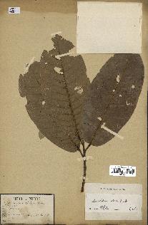 spécimen de Anisoptera costata