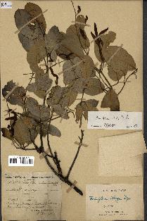 spécimen de Anisoptera costata