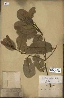 spécimen de Anisoptera costata