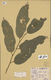spécimen de Anisoptera costata