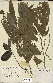 spécimen de Anisoptera costata