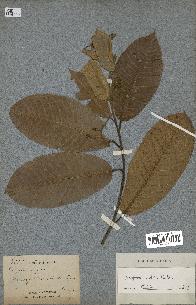 spécimen de Anisoptera costata
