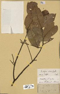 spécimen de Anisoptera costata