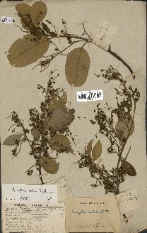 spécimen de Anisoptera costata
