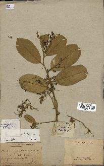 spécimen de Anisoptera costata