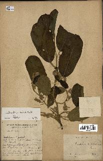 spécimen de Anisoptera costata