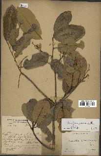 spécimen de Anisoptera costata