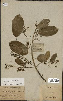 spécimen de Anisoptera costata