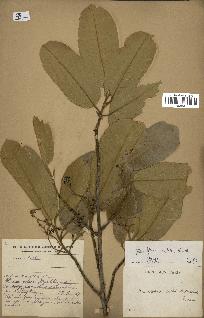 spécimen de Anisoptera costata