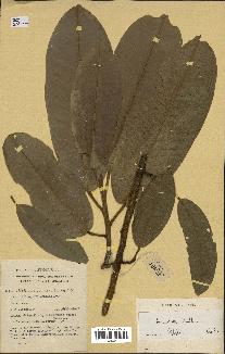 spécimen de Anisoptera costata
