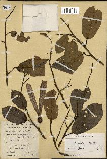 spécimen de Anisoptera costata