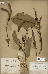 spécimen de Anisoptera costata