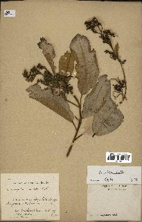 spécimen de Anisoptera costata