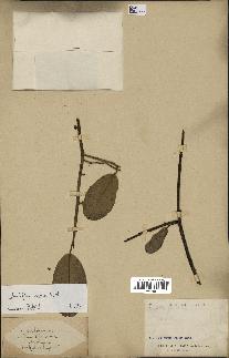 spécimen de Anisoptera costata