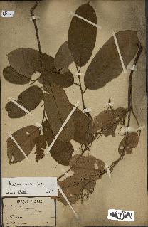 spécimen de Anisoptera costata