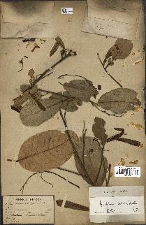 spécimen de Anisoptera costata