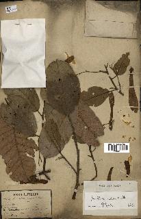 spécimen de Anisoptera costata
