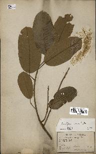 spécimen de Anisoptera costata