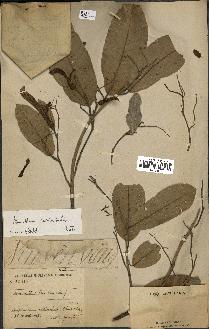 spécimen de Anisoptera costata