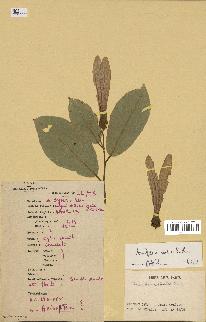 spécimen de Anisoptera costata