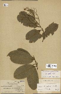spécimen de Anisoptera costata