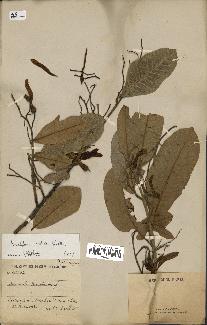 spécimen de Anisoptera costata