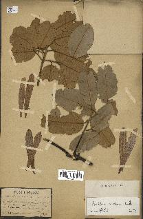 spécimen de Anisoptera costata