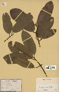 spécimen de Anisoptera costata
