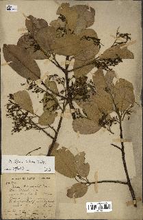 spécimen de Anisoptera costata