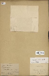 spécimen de Anisoptera costata