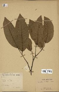 spécimen de Anisoptera costata